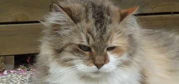 Paloma Grimalkinova della Taiga